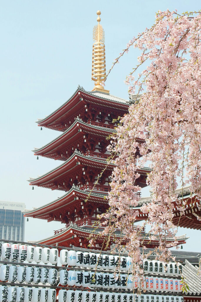 Japanese architecture and cherry blossoms